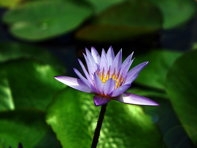 Water Lily :9 Health Benefits of Water Lily Flower As Herbal Treatments