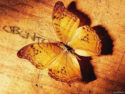 Butterfly Beautiful Wallpapers