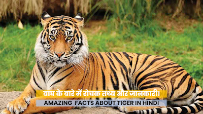 tiger facts in Hindi