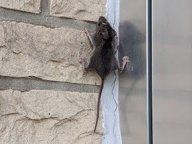mouse climbing a brick wall