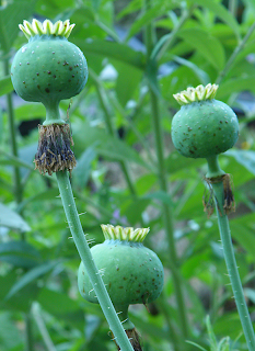 Culinary Poppyseed Seed Pods