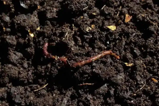 Cuánto más diversos sean los sonidos del suelo mayor será la salud del bosque en cuestión