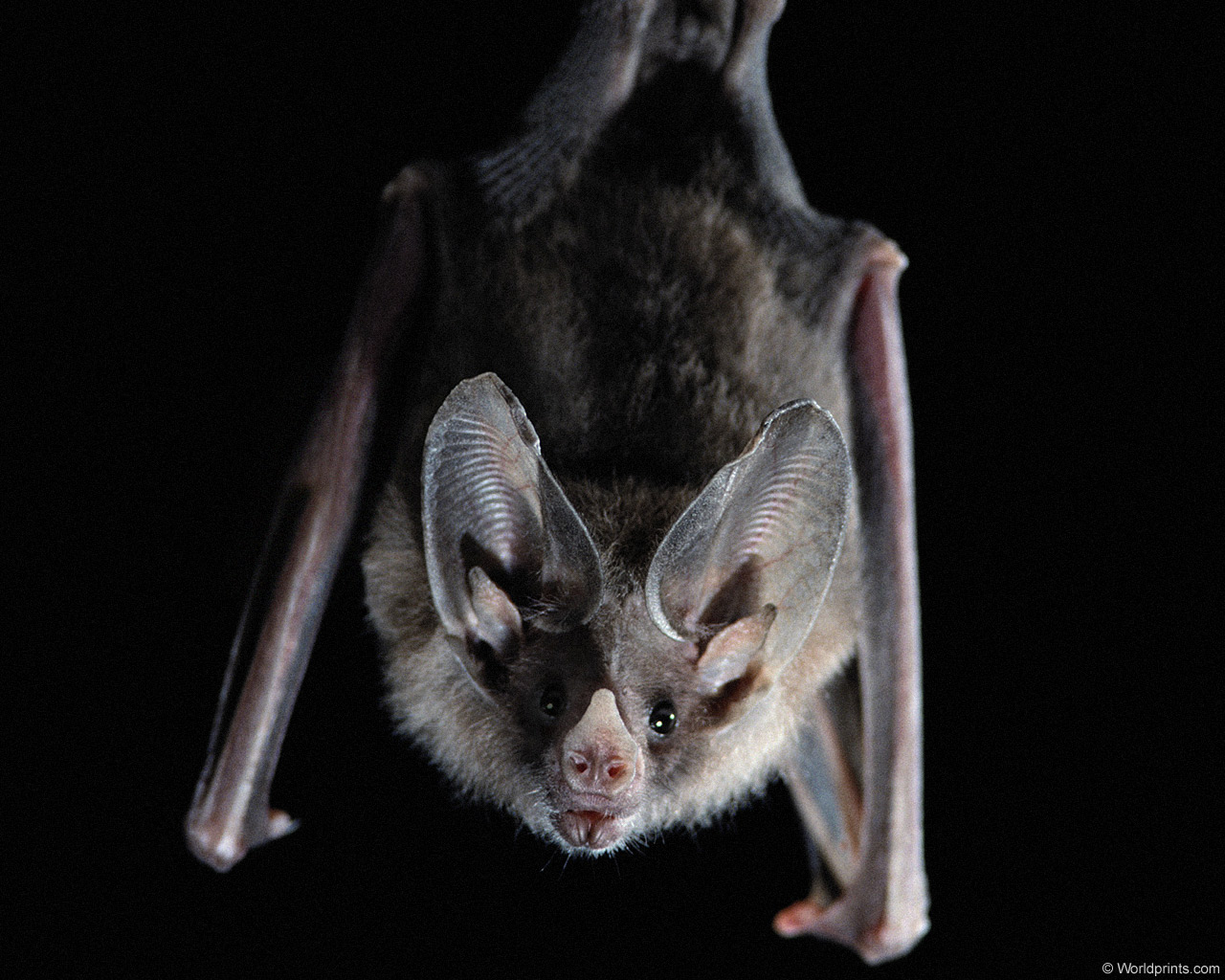 Bat Pictures 10