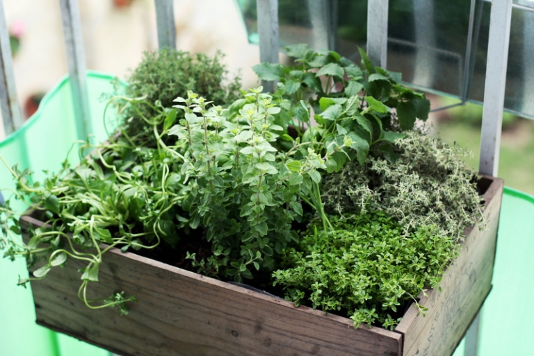 Herb Garden Kit