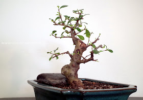 Sudowoodo - Fukien Tea bonsai