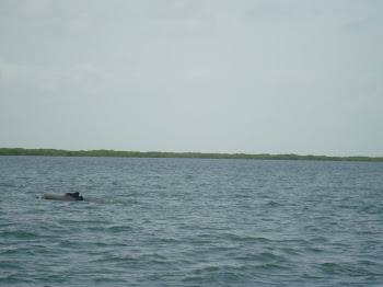 Les dauphins
