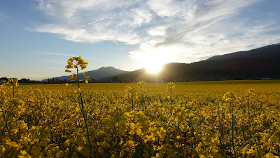 Sonnenuntergang im Frühling