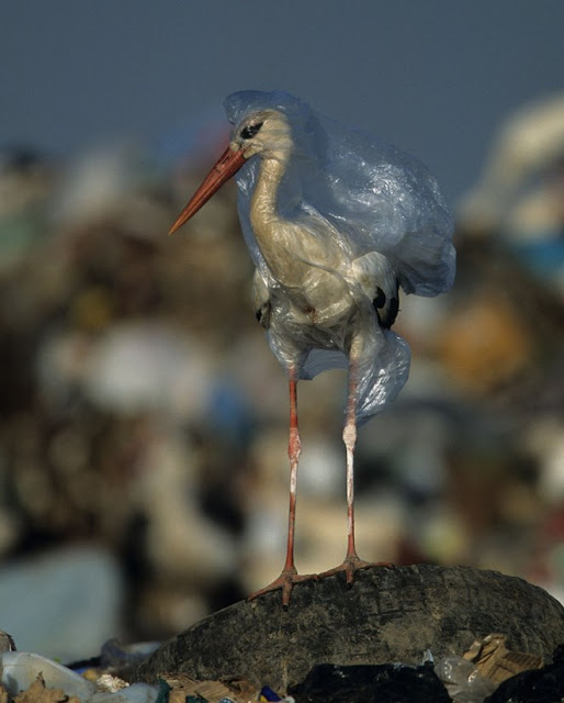 Marine Pollution