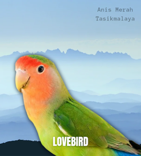 Masteran Lovebird