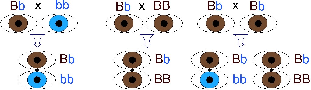 The Gallery For Mendel Genetics Eye Color Effy Moom Free Coloring Picture wallpaper give a chance to color on the wall without getting in trouble! Fill the walls of your home or office with stress-relieving [effymoom.blogspot.com]