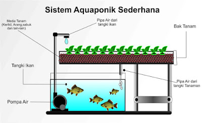 Budi Daya Aquaponik  Budi daya ikan dan tumbuhan sekaligus 