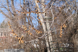 Freeze-killed apricot blossoms