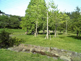 park in green