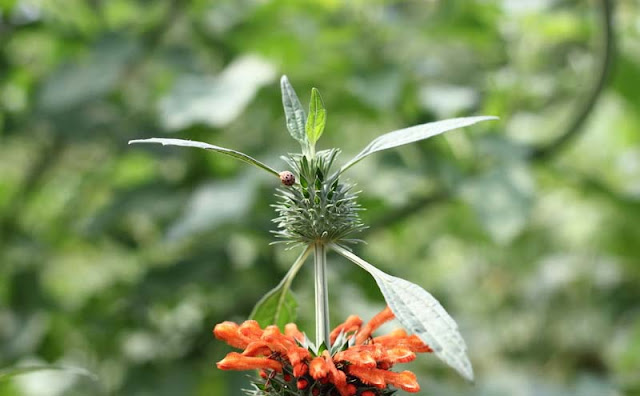 Lions Ear Flowers Pictures