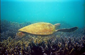 Great Keppel Island Australia