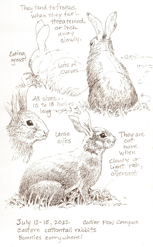 Brown ink sketches of Eastern cottontails.