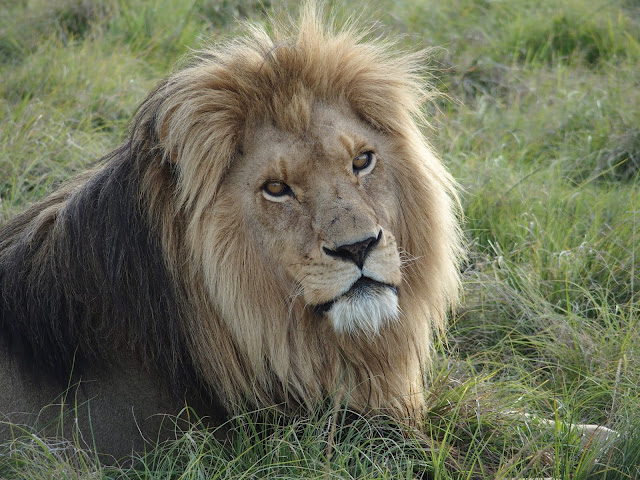 Afrique du sud, Addo Elephant park, lion, de grands chemins