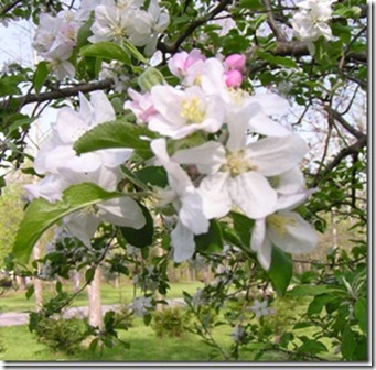 clip_image003