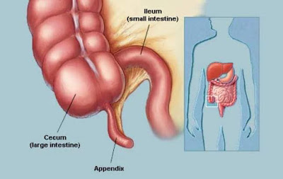 Ruột thừa Amidan Xương cụt  có phải là phần thừa có nên cắt không