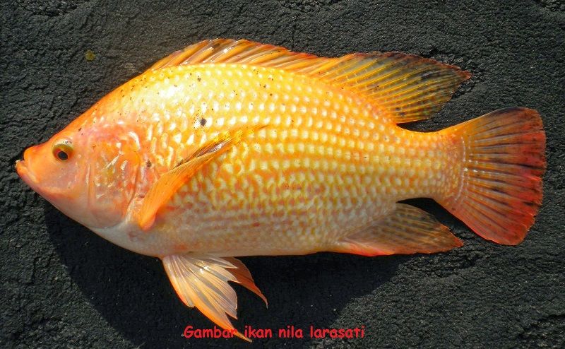 Jenis Jenis Ikan Nila Paling Unggul Untuk Dibudidayakan