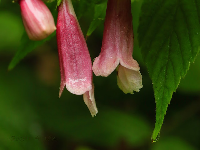 Chelonopsis moschata