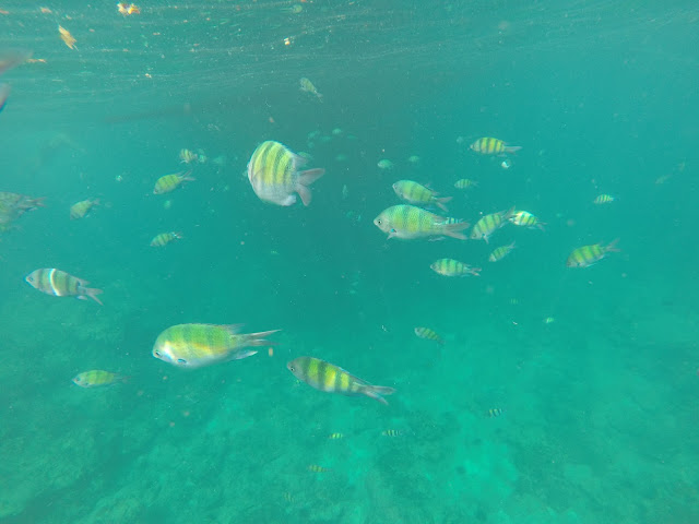 Phi Phi Island underwater