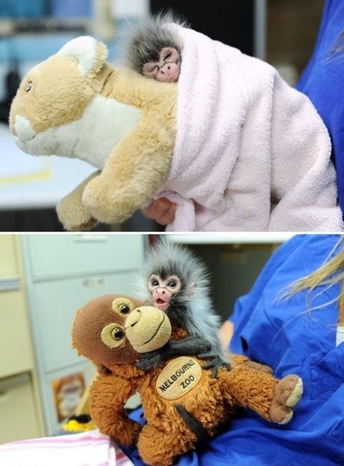 monkey-business-3