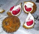 Kalimantan Red Durian