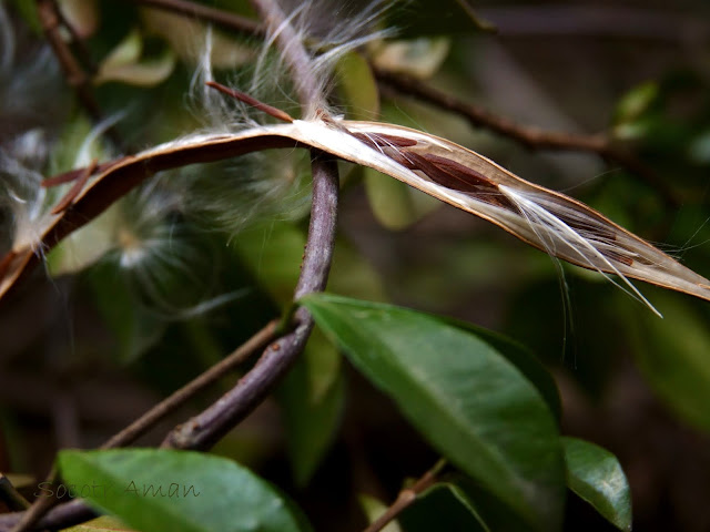 Trachelospermum asiaticum