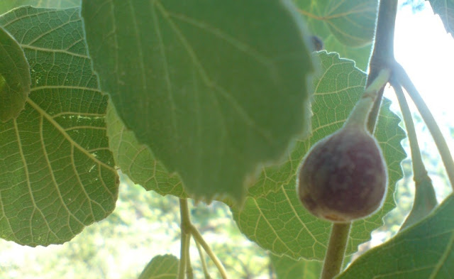 Medicinal Herbs Plants of Far-west Nepal