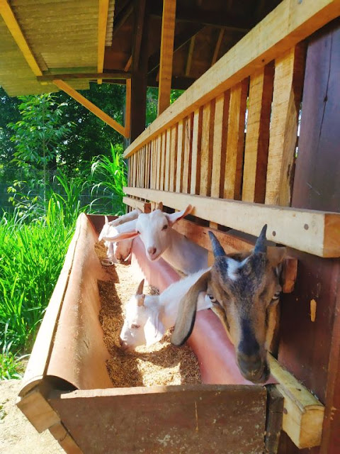 peternakan kambing