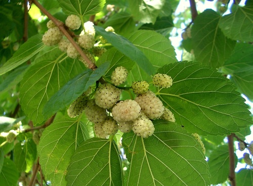 Medicinal Plants For Diabetes, White Mulberry