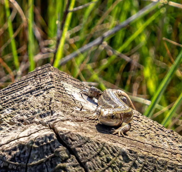 Photo of another of the Maryport lizards