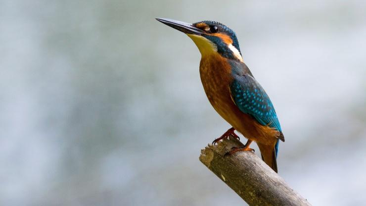 kingfisher