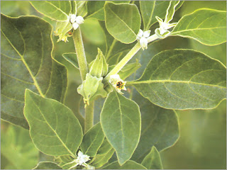 ashwagandha, farkascseresznye, álombogyó, aswaganda hatásai, asvaganda