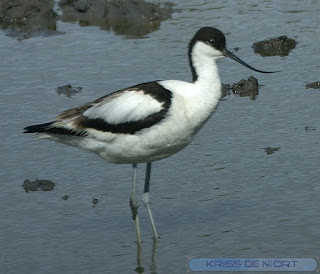 Avocette élégante - Recurvirostra avosetta