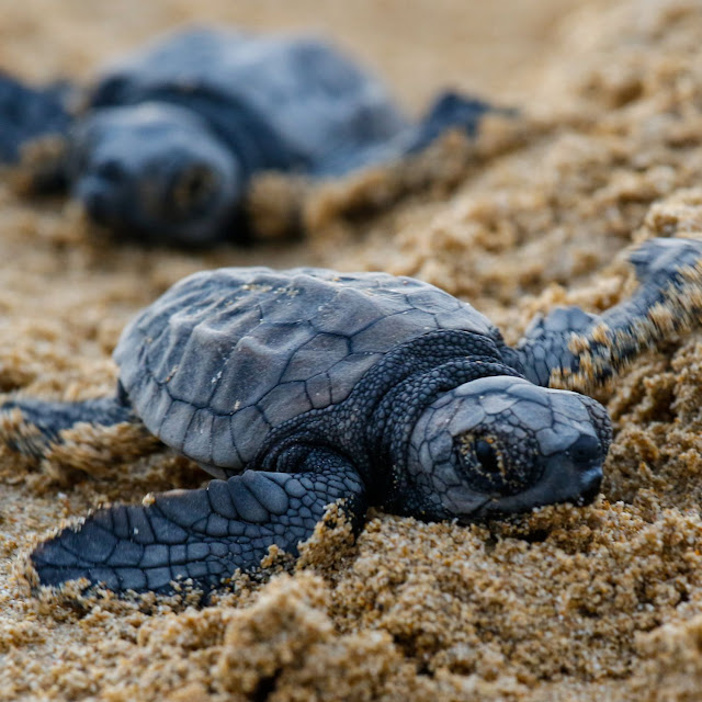 Turtle Conservation Center