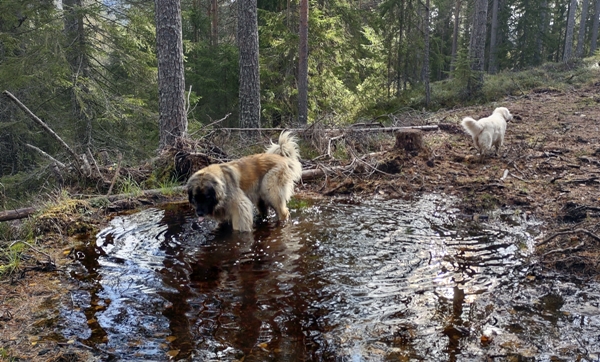 bårnåsåsen