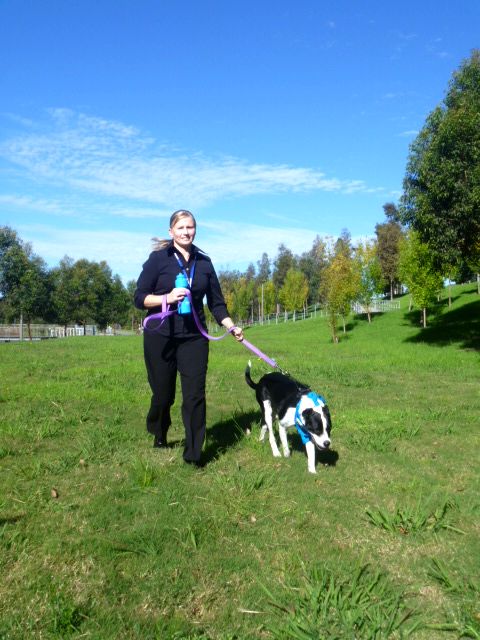 RSPCA Care Centre Assistant Jane Baldwin takes Border Collie cross ...