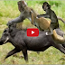 Tribes Daily Life, The Amazing Monkeys Hunting, Learn How To Hunt Animals By Monkeys