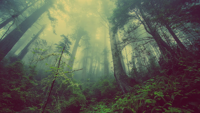 wallpaper, forest, fog, nature, trees