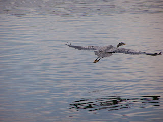 Great Blue Heron flying at Lake Balboa