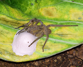 Wandering spider and egg sac in Costa Rica
