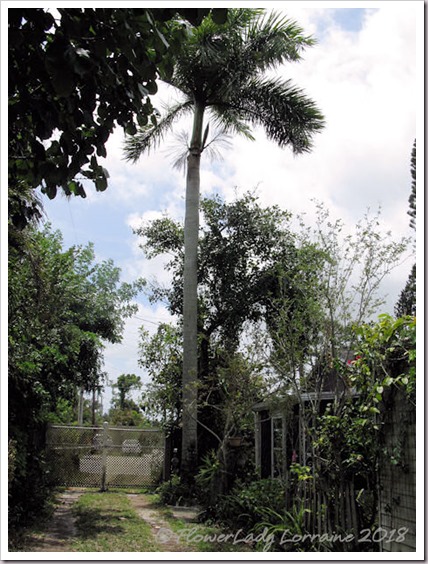 04-15-palm-tree