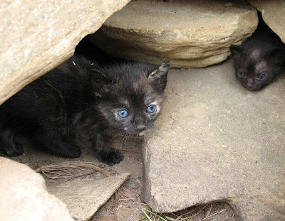 smallest cat in world. smallest cat in world.