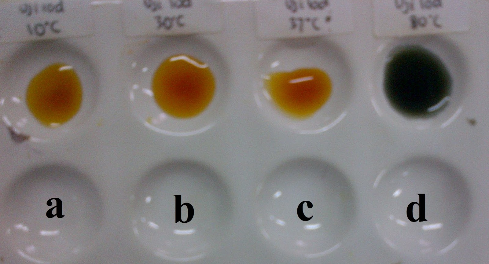 Laporan Biokimia