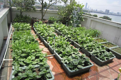 Bảo vệ vườn rau khỏi sâu bệnh