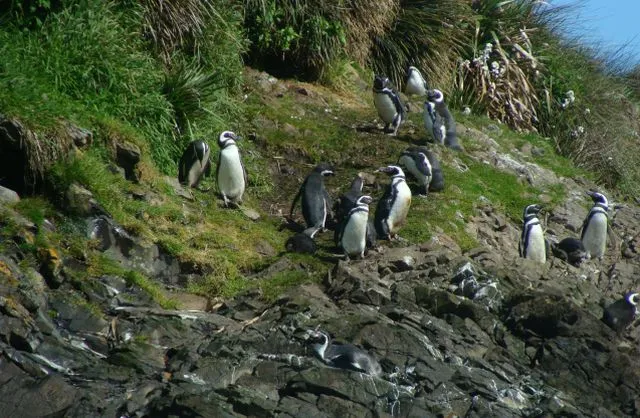 Monumento Natural Islotes de Puñihuil