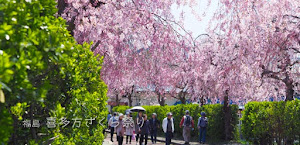 [福島] 喜多方☆日中線しだれ桜並木はけっこう長い！
