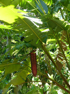 Heliconia mariae - Heliconia beafsteak